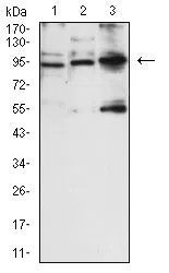 Western blot analysis using NCAM1 mouse mAb against SH-SY5Y (1), COS-7 (2), and NIH3T3 (3) cell lysate.