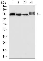 Western blot analysis using CD338 mouse mAb against A549 (1), HePG2 (2), Hela (3), and NIH/3T3 (4) cell lysate.
