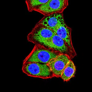 Immunofluorescence analysis of Hela cells using CD338 mouse mAb (green). Blue: DRAQ5 fluorescent DNA dye. Red: Actin filaments have been labeled with Alexa Fluor- 555 phalloidin.