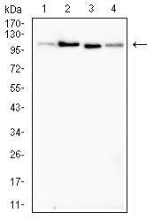 Western blot analysis using ALDH1L1 mouse mAb against Rat kidney (1), Mouse liver (2), Rat liver (3) and Mouse kidney (4) tissue lysate.