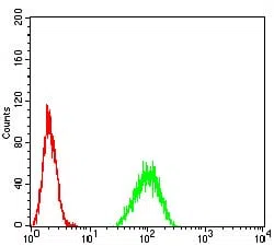 Flow cytometric analysis of A549 cells using PAX6 mouse mAb (green) and negative control (red).