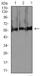 Western blot analysis using RBFOX3 mouse mAb against C2C12 (1), RAW264.7 (2), and U251 (3) cell lysate.