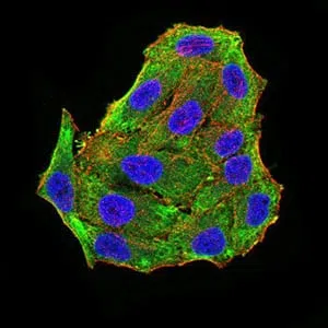 Immunofluorescence analysis of Hela cells using RBFOX3 mouse mAb (green). Blue: DRAQ5 fluorescent DNA dye. Red: Actin filaments have been labeled with Alexa Fluor- 555 phalloidin.