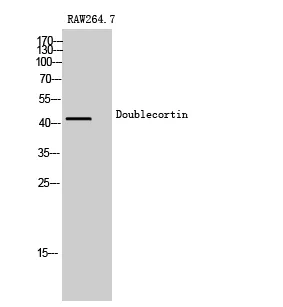 Western Blot analysis of RAW264.7 cells using Doublecortin Polyclonal Antibody diluted at 1：500