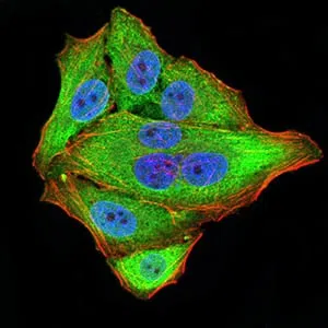 Immunofluorescence analysis of Hela cells using NEFM mouse mAb (green). Blue: DRAQ5 fluorescent DNA dye. Red: Actin filaments have been labeled with Alexa Fluor- 555 phalloidin.