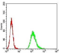 Flow cytometric analysis of Hela cells using NEFM mouse mAb (green) and negative control (red).