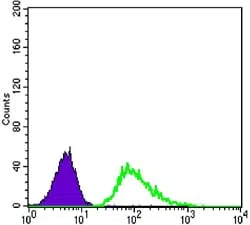 Flow cytometric analysis of A549 cells using TUBB3 mouse mAb (green) and negative control (purple).