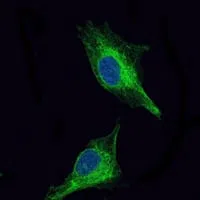 Immunofluorescence analysis of U251 cells using OLIG2 mouse mAb (green). Blue: DRAQ5 fluorescent DNA dye.