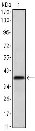 Western blot analysis using MSI1 mouse mAb against NTERA-2 cell lysate.