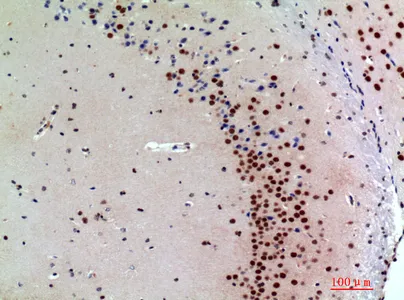 Immunohistochemical analysis of paraffin-embedded mouse-brain, antibody was diluted at 1:200