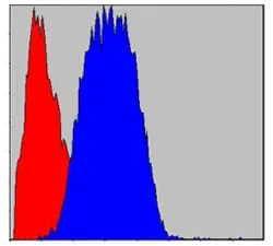 Flow cytometric analysis of Hela cells using CD133 mouse mAb (blue) and negative control (red).