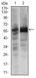 Western blot analysis using SOX9 mouse mAb against Lovo (1) and SW620 (2) cell lysate.