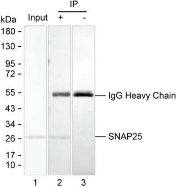 Lane 1: Rat brain tissue lysate; Lane 2: SNAP25 immunoprecipitated from rat brain tissue lysate by AMM83095; Lane 3: The same as Lane 2 but use IgG isotype control antibody; Result: AMM83095 can immunoprecipitate SNAP25;