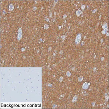 IHC-P analysis of cerebral cortex tissue by anti-SNAP25 antibody (AMM83095)