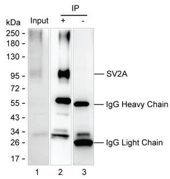 Western blot analysis using mouse mAb against rat brain tissue lysate Lane 1: Rat brain tissue lysate; Lane 2: SV2A immunoprecipitated from rat brain tissue lysate by AMM83132; Lane 3: The same as Lane 2 but use IgG isotype control antibody;Result: AMM83132 can immunoprecipitate SV2A