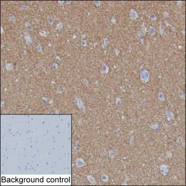 IHC-P analysis of cerebral cortex tissue by anti-SV2A antibody (AMM83132)