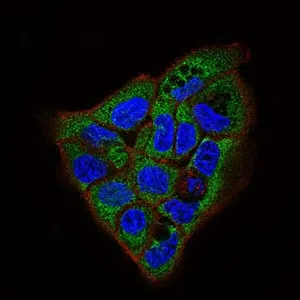 Immunofluorescence analysis of A431 cells using APP mouse mAb (green). Blue: DRAQ5 fluorescent DNA dye. Red: Actin filaments have been labeled with Alexa Fluor-555 phalloidin.
