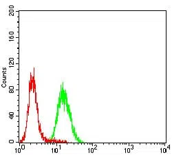 Flow cytometric analysis of Hela cells using PROM1 mouse mAb (green) and negative control (red).