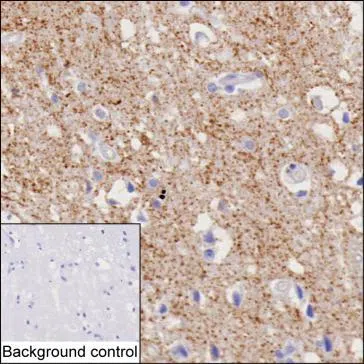 IHC-P analysis of cerebral cortex tissue by anti-SLC32A1 antibody (AMM83628)