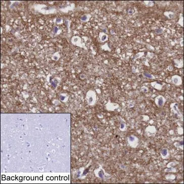 IHC-P analysis of brain tissue by MOG antibody (AMM83666)