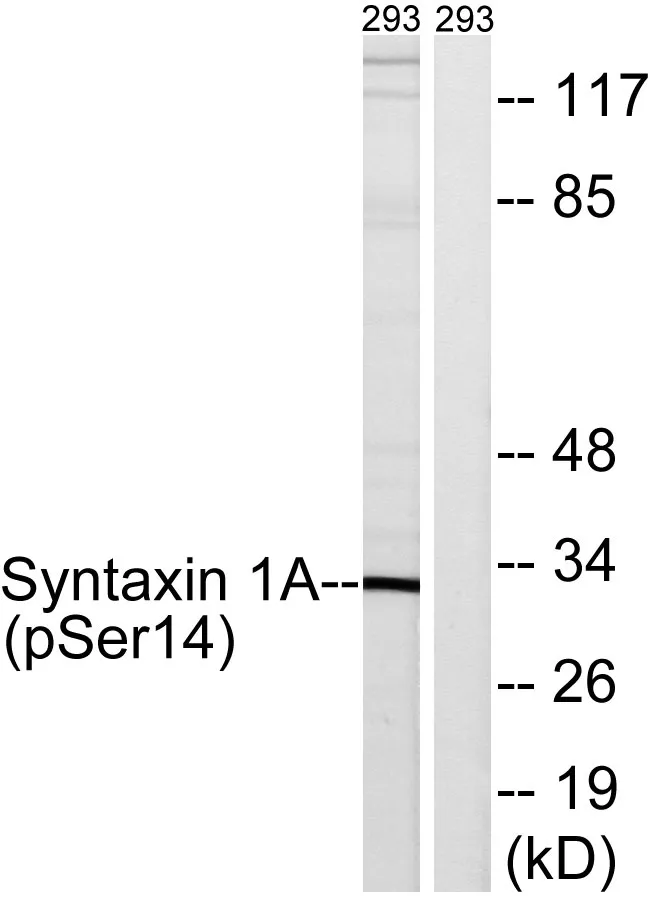 Western blot analysis of lysates from 293 cells, using Syntaxin 1A (Phospho-Ser14) Antibody. The lane on the right is blocked with the phospho peptide.