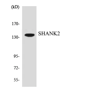 Western blot analysis of the lysates from HT-29 cells using SHANK2 antibody.