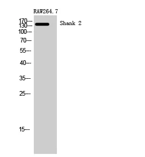 Western Blot analysis of RAW264.7 cells using Shank 2 Polyclonal Antibody