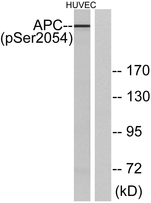 Western blot analysis of lysates from HUVEC cells treated with PMA 125ng/ml 30', using APC (Phospho-Ser2054) Antibody. The lane on the right is blocked with the phospho peptide.