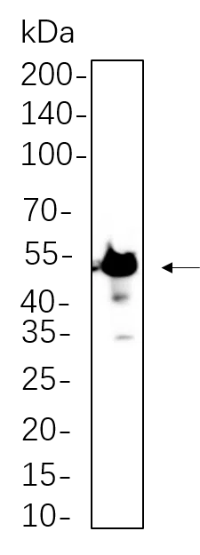 SH-SY5Y whole cell lysates were separated by 10% SDS-PAGE, and the membrane was blotted with β3 Tubulin Rabbit Monoclonal Antibody(1:1000). The HRP-conjugated Goat anti-Rabbit IgG(H + L) antibody was used to detect the antibody.