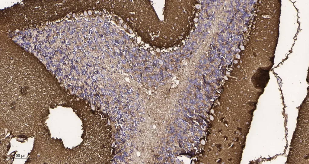 Immunohistochemical analysis of paraffin-embedded mouse brain tissue. 1, EAAT1 Rabbit Monoclonal Antibody was diluted at 1:200(4°C,overnight). 2, EDTA pH 9.0 was used for antibody retrieval(>98°C,20min). 3,Secondary antibody was diluted at 1:200(room temperature, 30min).