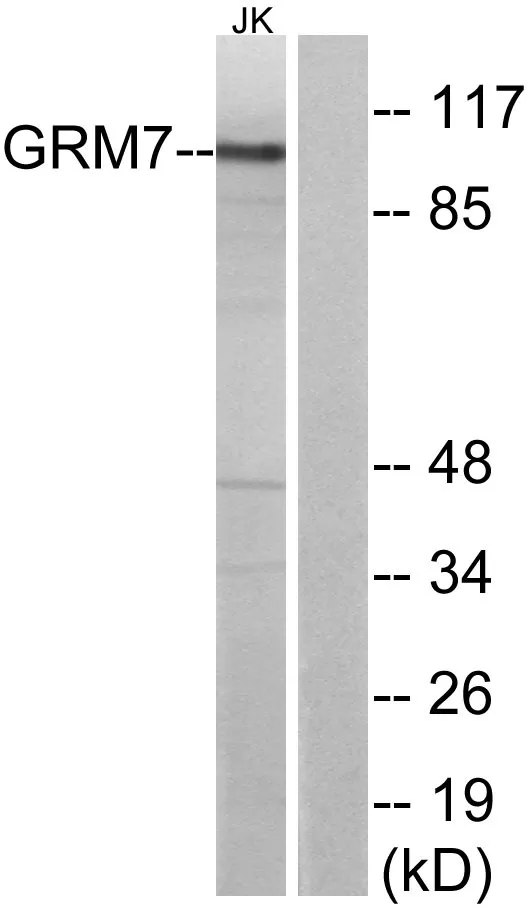 Western blot analysis of lysates from Jurkat cells, using GRM7 Antibody. The lane on the right is blocked with the synthesized peptide.