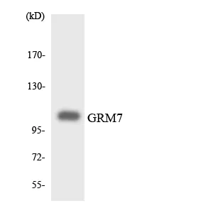 Western blot analysis of the lysates from HUVEC cells using GRM7 antibody.
