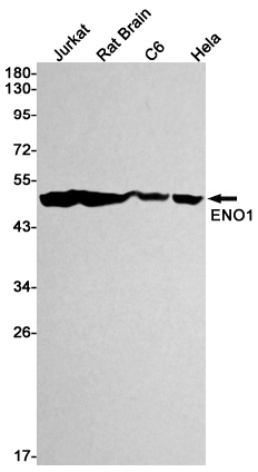 Western blot analysis of ENO1 in Jurkat, rat Brain, C6, Hela lysates using ENO1 antibody.