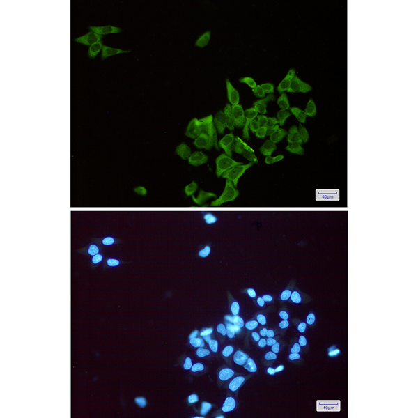Immunocytochemistry analysis of ENO1(green) in Hela using ENO1 antibody,and DAPI(blue)