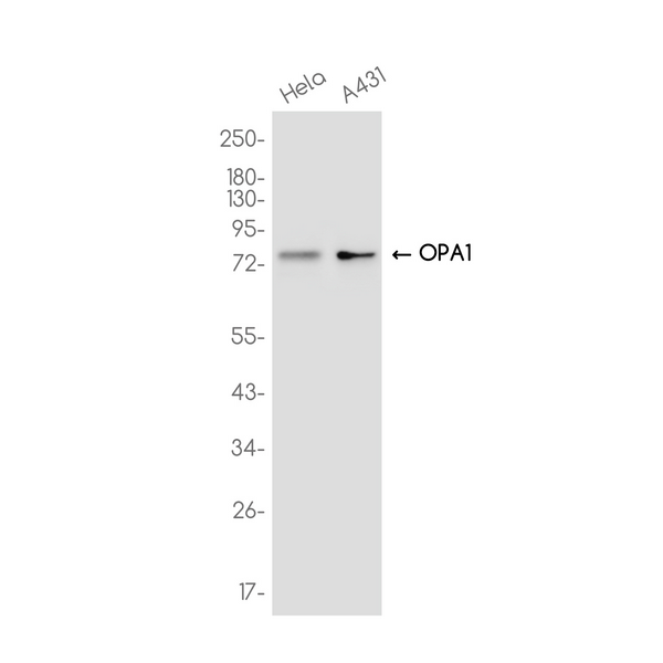 Western blot analysis of OPA1 in HeLa, A431 lysates using OPA1 antibody.