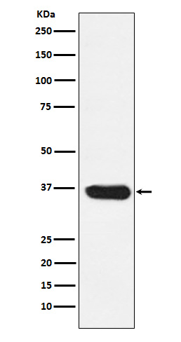 Western blot analysis of LDHA expression in MCF7 cell lysate.