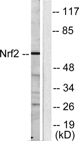 Western blot analysis of lysates from HUVEC cells, using Nrf2 Antibody. The lane on the right is blocked with the synthesized peptide.