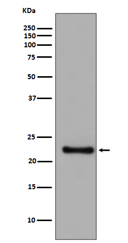 Western blot analysis of GPX1 expression in SH SY5Y cell lysate.