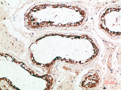 Immunohistochemical analysis of paraffin-embedded human-testis, antibody was diluted at 1:200