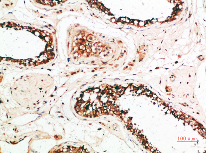Immunohistochemical analysis of paraffin-embedded human-testis, antibody was diluted at 1:200