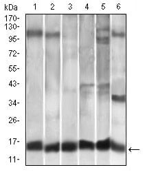 Western blot analysis using CCL2 mouse mAb against A549 (1), HeLa (2), Raw264.7 (3), L1210 (4), C6 (5), and COS-7 (6)cell lysate.