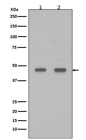 Western blot analysis of PDX1 in (1) Caco-2 cell Lysate; (2) BxPC-3 cell Lysate.