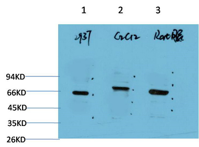 Western blot analysis of 1） 293T Cell Lysate, 2） C2C12 Cell Lysate, 3） Rat Brain Tissue Lysate using Beclin-1 Mouse mAb diluted at 1:2000.