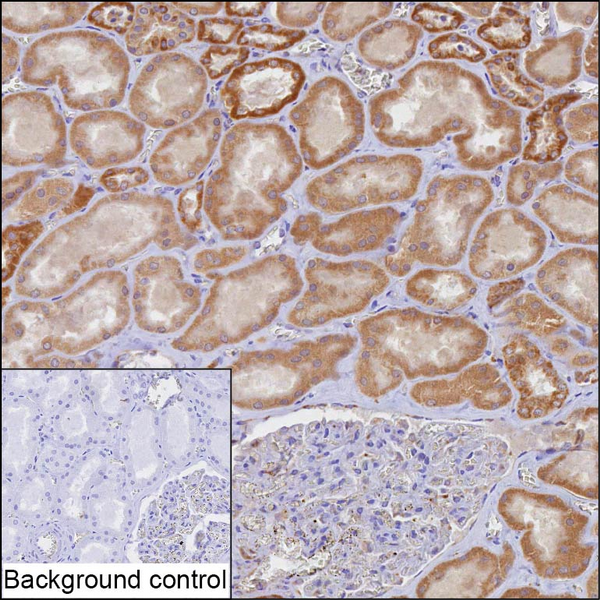 IHC-P analysis of kidney tissue by TOMM20 antibody