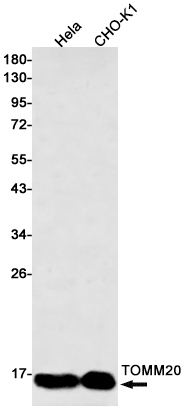 Western blot analysis of TOMM20 in Hela, CHO-K1 lysates using TOMM20 antibody.