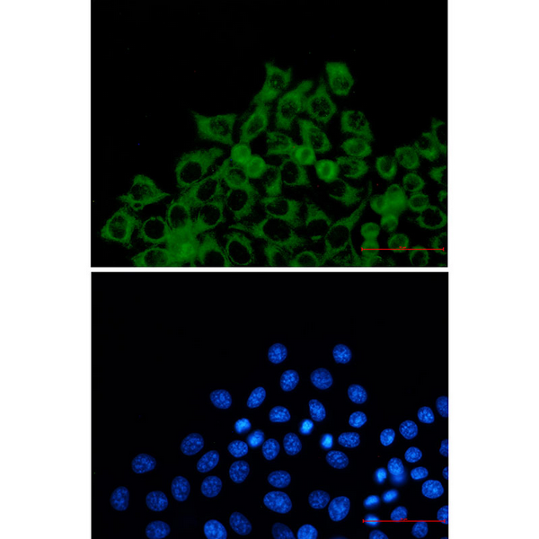 Immunocytochemistry analysis of TOMM2 (green) in Hela using TOMM20 antibody,and DAPI(blue)