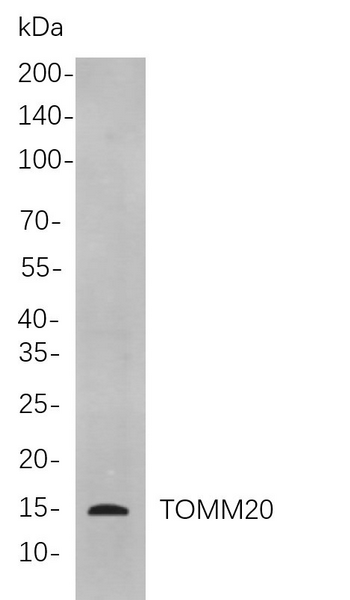 Western blot analysis of lysates from HepG2 cells, using TOMM20 Rabbit mAb. The HRP-conjugated Goat anti-Rabbit IgG antibody was used to detect the antibody.