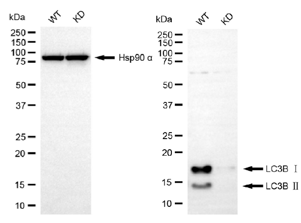 Western blotting analysis usingLC3A/LC3B antibody. LC3B expression in wild-type (WT) and LC3A/LC3B knockdown (KD) HeLa cells with 20 μg of total cell lysates. Hsp90 α serves as a loading control. The blot was incubated with LC3B antibody (1:5,000) and HRP-conjugated goat anti-rabbit secondary antibody (1:10,000) respectively.