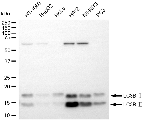 Western blotting analysis using LC3A/LC3B antibody . Total cell lysates (30 μg) from various cell lines were loaded and separated by SDS-PAGE. The blot was incubated with LC3B antibody 1:5,000) and HRP-conjugated goat anti-rabbit secondary antibody (1:10,000) respectively.