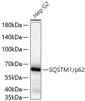 Western blot analysis of lysates from Hep G2 cells using [KO Validated] SQSTM1/p62 Rabbit mAb at 1:20000 dilution incubated overnight at 4℃.